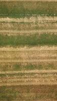 Harvester machine working in field. Combine harvester gathers wheat. Aerial view. From above. Vertical video