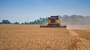 Combine slowly riding through rural field cutting yellow stalks of wheat. Harvester coming closer, leaving the dusty clouds behind. Trees, bushes and blue sky at the backdrop. video