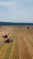 Agricultural machinery for harvesting grain in action. Wheat harvest. Aerial view. Vertical video