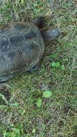 turtle with a tail is crawling on the grass on the lawn in the summer in the yard. Close-up Vertical video