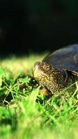 a large turtle is examining the territory and crawling over the grass in the summer. Close-up Vertical video