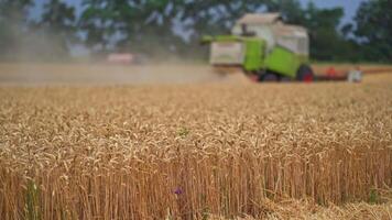 Beautiful spikes of ripe wheat. Green combine harvester riding along the yellow field. Modern mowing combine works in the field in blur. video