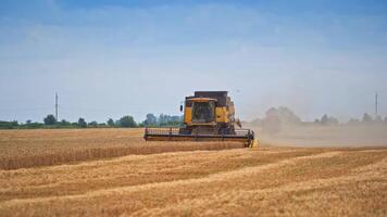 Black and yellow modern harvesting machine working in the field. Half-mowed field of the ripe wheat on a summer day. Large combine at the contrasting blue sky. video