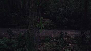 väg genom en tät skog område på skymning med skuggor och träd video