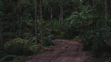 Scenic forest trail surrounded by lush greenery in twilight hours video