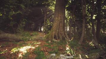 Lush forest with towering trees and dappled sunlight during early morning hours video