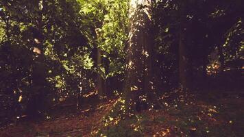 Sunlight filtering through trees in a lush forest during a tranquil afternoon video
