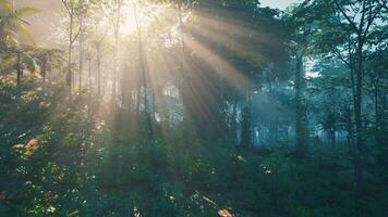 Sun Shining Through Trees in Forest video