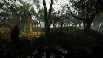 A Forest With Trees and Water video