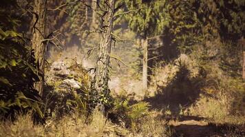 Exploring a serene forest path in Finland during early morning light video