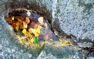 Nature in the mountains of Sayana. photo