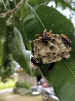 Redhead Paper Wasp or Polistes spp. nest on a branch of tree, swarm of wasp photo