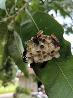 Redhead Paper Wasp or Polistes spp. nest on a branch of tree, swarm of wasp photo