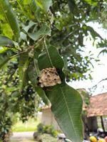 Redhead Paper Wasp or Polistes spp. nest on a branch of tree, swarm of wasp photo