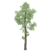 3D rendering of Aigeiros tree in transparent canvas png