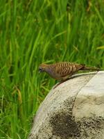 wild bird zebra dove Geopelia striata looking for food against the background of green rice fields. In Indonesia this bird is comonly called Perkutut. photo