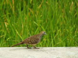 wild bird zebra dove Geopelia striata looking for food against the background of green rice fields. In Indonesia this bird is comonly called Perkutut. photo
