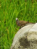wild bird zebra dove Geopelia striata looking for food against the background of green rice fields. In Indonesia this bird is comonly called Perkutut. photo