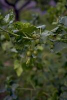 an unripe berries of a hybrid of currant and gooseberry, yoshta, in the garden photo