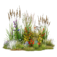 A mixed prairie grass bed in mid-summer, tall and dense with grasses in full bloom, isolated on a transparent background png