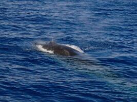 Balaenoptera physalus, the common fin whale navigates in front of the coast of Genoa Italy during it's migration to Ligurian sea. photo