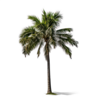 palm tree on transparent background png