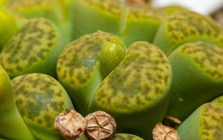 Mesembs Lithops bromfieldii v. insularis 'Sulphurea' South African plant from Namibia photo