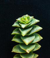 Crassula perforata, Crassulaceae- succulent plant with succulent leaves photo