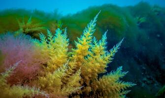 Black Sea, Hydroids Obelia, coelenterates, Macrophytes Red and Green algae photo