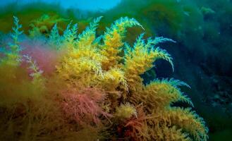 Black Sea, Hydroids Obelia, coelenterates, Macrophytes Red and Green algae photo