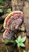 Wild lingzi mushroom grows on the surface of the log photo