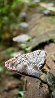 Wild lingzi mushroom grows on the surface of the log photo