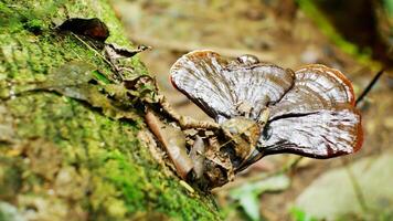 Wild lingzi mushroom grows on the surface of the log photo