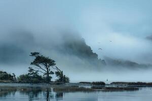 Milford Sound with foggy and bird flying on the lake in the morning at New Zealand photo
