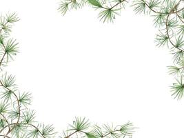 Green pine branches. European Larch or Larix tree, Larix decidua. Beautiful horizontal border with nature theme. Watercolor illustration. Copy space for text. Botanical elements for festive cards vector