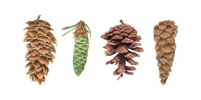Conifer Pine Cone set. Cones in different shapes and textures. Themes of botany, conifers, ecology, environment, forests, wildlife, and natural beauty. Watercolor illustration of conifers vector