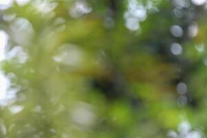 Defocused abstract dense foliage background photo