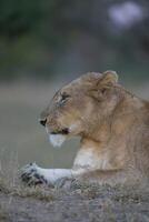 Portrait of a lioness looking to the side in the fading light, Greater Kruger. photo