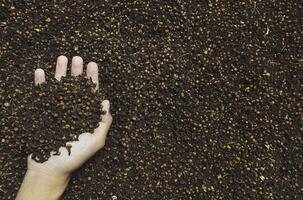 Dry cloves.A hand are holding cloves photo