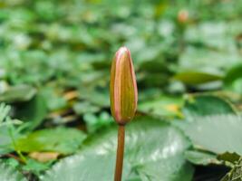 lotus known as poddo flower photo