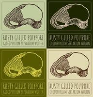 Set of drawing RUSTY GILLED POLYPORE in various colors. Hand drawn illustration. The Latin name is GLOEOPHYLLUM SEPIARIUM WULFEN. vector
