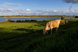 Cows freely roaming in a field photo