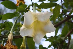 Borrachero, Borrachero Tree, Floripondio, Golden Angel Trumpet, Golden Tree Datura, Goldene Baumdatura, Guantu, Huacacachu, Huanto, Maicoa, Toe, Tonga, Yellow Tree Datura or Brugmansia aurea photo