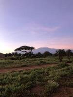 wild animals safari in Maasai Mara National Reserve photo