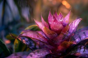 Portrait Botanical VriesehieroglyphicKing of Bromeliads with intricate leaf patterns Background photo