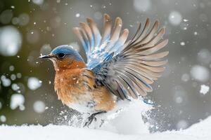 Avian Playful Eastern bluebird playing in the snow flapping wings energetically photo