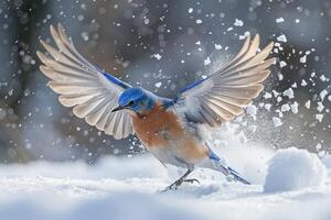 Avian Playful Eastern bluebird playing in the snow flapping wings energetically photo