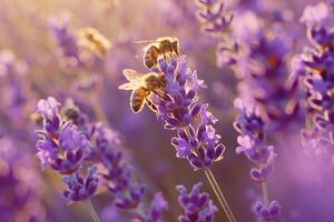 Lavender field in full bloom with nature background with bees buzzing around photo