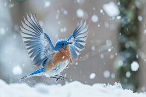 Avian Playful Eastern bluebird playing in the snow flapping wings energetically photo