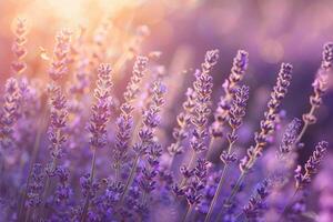 Lavender field in full bloom with nature background with bees buzzing around photo